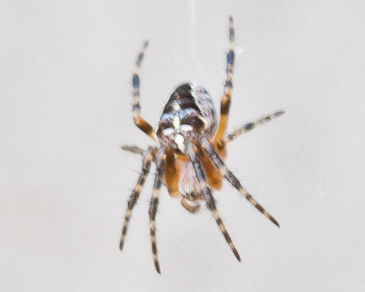 Aug 4 2011 Deck Spider 30D Macro-013.jpg