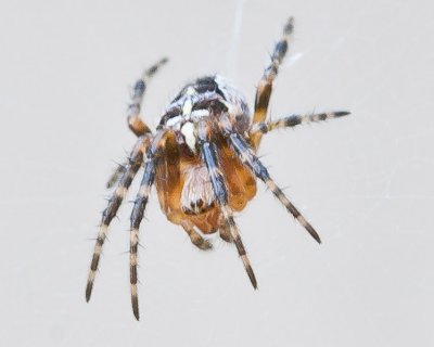 Aug 4 2011 Deck Spider 30D Macro-017.jpg