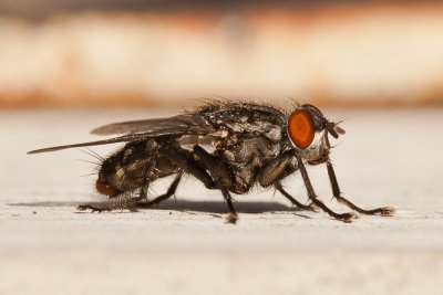 Aug 22 2011 Flies On The Deck-013.jpg