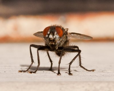 Aug 22 2011 Flies On The Deck-021.jpg