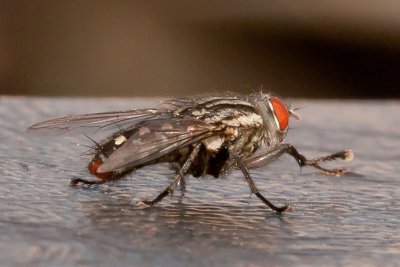 Aug 22 2011 Flies On The Deck-032.jpg