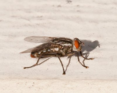 Aug 22 2011 Flies On The Deck-038.jpg