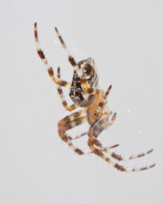 Sep 11 2011 Spider-009.jpg