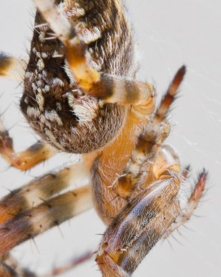 Sep 11 2011 Spider-015-2-2.jpg