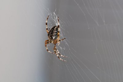 Sep 21 2011 Spider On The Deck-002.jpg