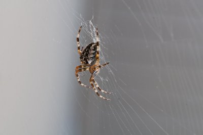 Sep 21 2011 Spider On The Deck-004.jpg