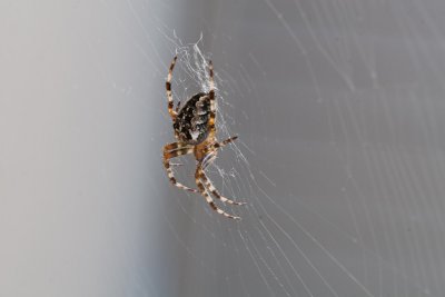 Sep 21 2011 Spider On The Deck-005.jpg