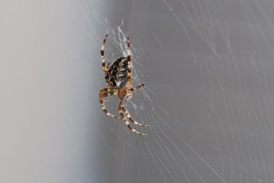 Sep 21 2011 Spider On The Deck-006.jpg