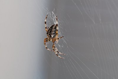 Sep 21 2011 Spider On The Deck-008.jpg