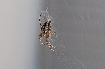 Sep 21 2011 Spider On The Deck Stacked.jpg