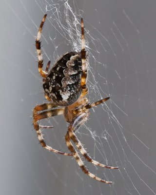 Sep 21 2011 Spider On The Deck Stacked-2.jpg