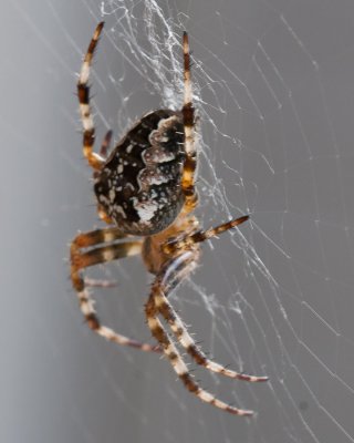 Sep 21 2011 Spider On The Deck-002-2.jpg
