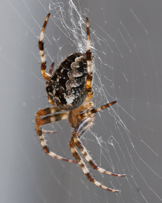 Sep 21 2011 Spider On The Deck-008-2.jpg