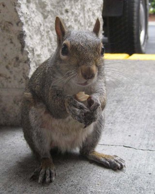 A Squirrel! Sept 13 07