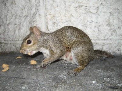 A Squirrel! Sept 13 07