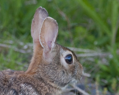 May 13 10 WSU Vancouver Rabbit-12-2.jpg