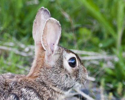 May 13 10 WSU Vancouver Rabbit-12-2-2.jpg