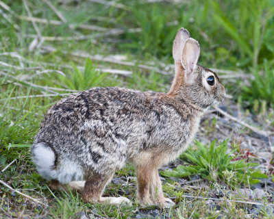 May 13 10 WSU Vancouver Rabbit-12-4.jpg