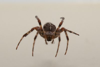 Christmas Spider, Dec 25 11