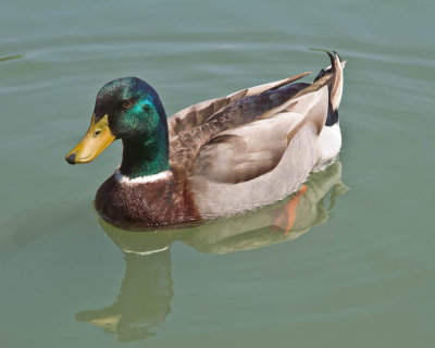 A Duck for POTN,  Mar 26 2012