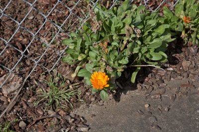 Apr 7 2012 Spring has Sprung-016.jpg