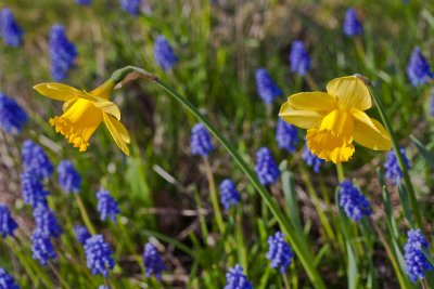 Apr 7 2012 Spring has Sprung-059.jpg