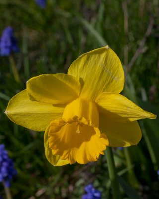 Apr 7 2012 Spring has Sprung-073-2.jpg