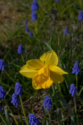 Apr 7 2012 Spring has Sprung-073.jpg