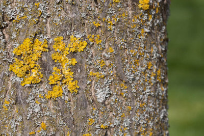 Apr 7 2012 Spring has Sprung-140.jpg