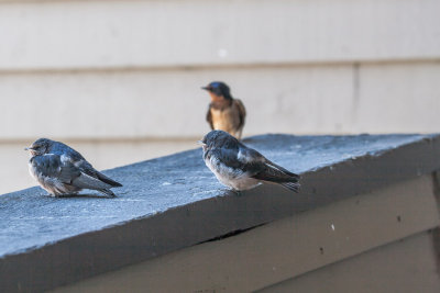 June 27 2012 Baby Birds-026.jpg