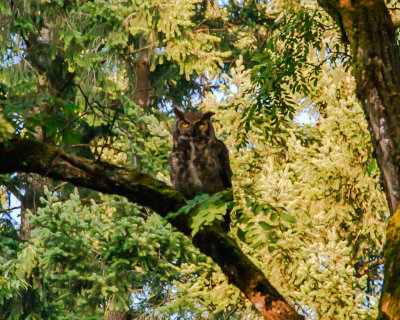 July 10 2012 Owl in Park-018.jpg