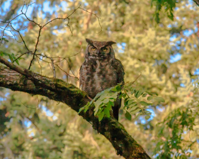 July 10 2012 Owl in Park-022.jpg