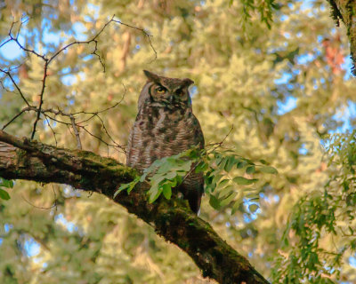 July 10 2012 Owl in Park-023.jpg