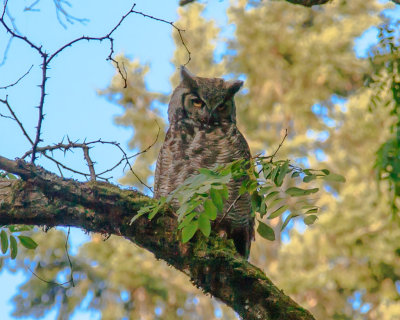 July 10 2012 Owl in Park-025.jpg