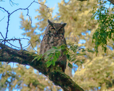 July 10 2012 Owl in Park-027.jpg