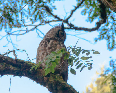 July 10 2012 Owl in Park-033.jpg