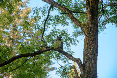 July 10 2012 Owl in Park-037-2.jpg