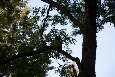 July 10 2012 Owl in Park-037-3.jpg