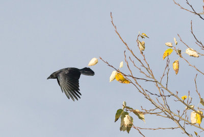 Dec 20 07 Crows from deck-3.jpg