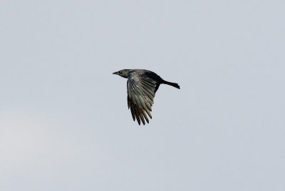 Dec 20 07 Crows from deck-6.jpg