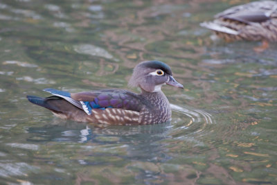 Jan 12 08 Critter Lake 1D-107.jpg