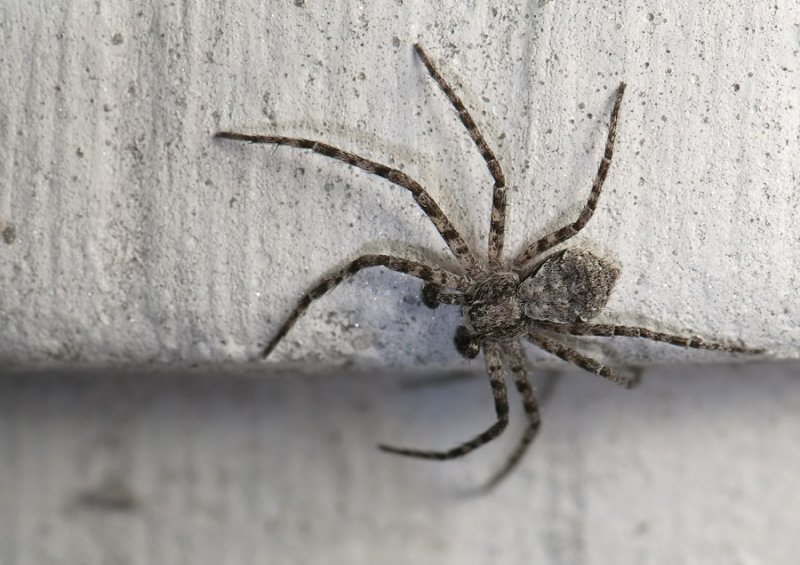 spider  11015.jpg