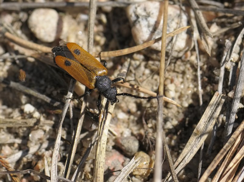 Apalus bimaculatus  155.jpg