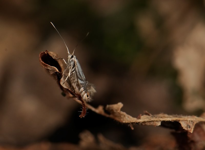 0371   Phyllonorycter rajella  092.jpg