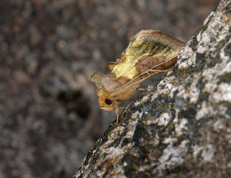 2639   Diachrysia stenochrysis  310.jpg