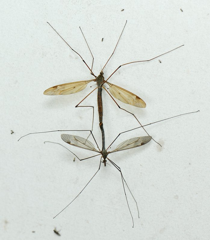 Tipula fulvipennis  042.jpg