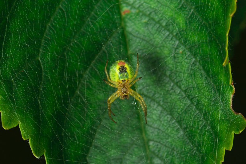 spider  253.jpg
