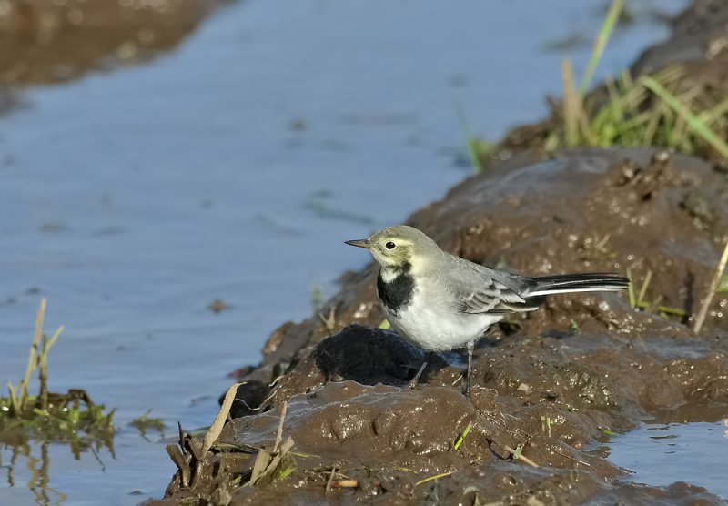 White Wagtail  062.jpg