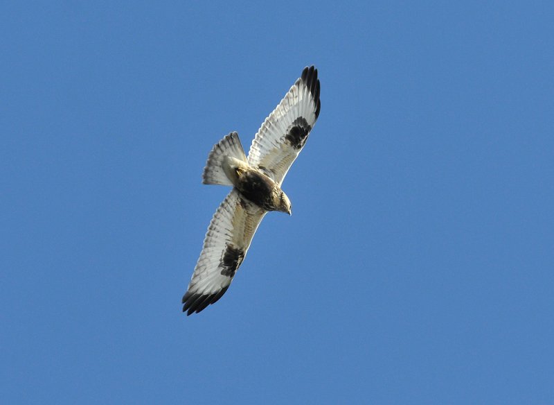 Rough-legged Buzzard  083.jpg