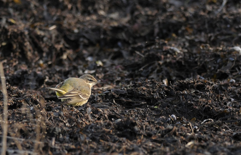 Yellow Wagtail  445.jpg